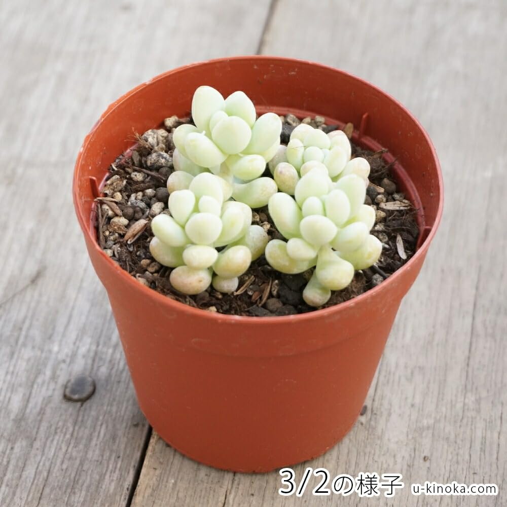 Amazon.co.jp: トレレアシー 7.5cmポット 多肉植物 セダム Sedum